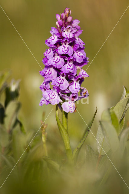 Rietorchis (Dactylorhiza praetermissa)