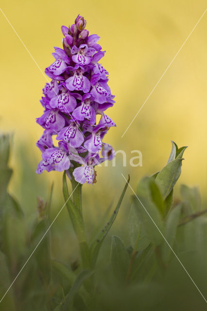 Southern Marsh-orchid (Dactylorhiza praetermissa)