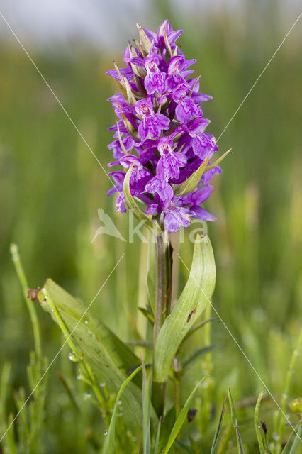 Southern Marsh-orchid (Dactylorhiza praetermissa)