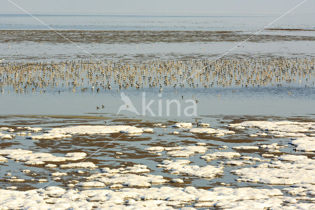 Rosse Grutto (Limosa lapponica)