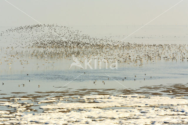 Rosse Grutto (Limosa lapponica)