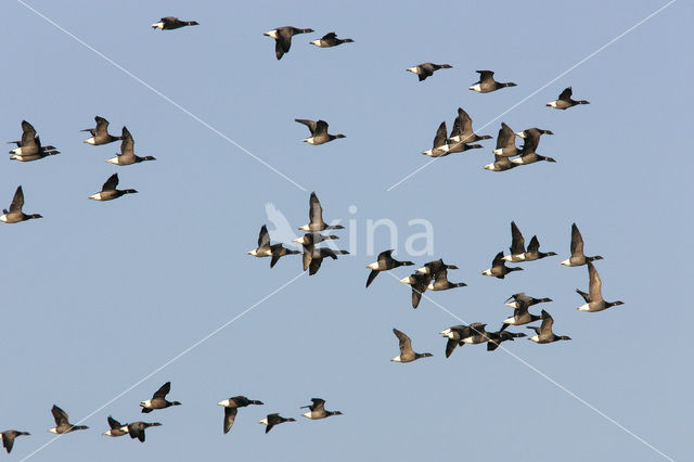 Brent Goose (Branta bernicla)