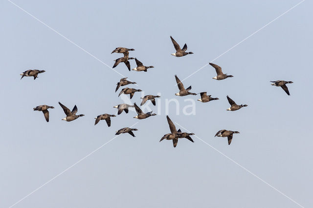 Brent Goose (Branta bernicla)