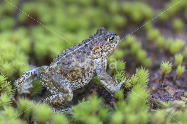 Rugstreeppad (Bufo calamita