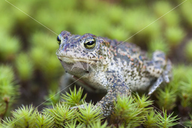 Rugstreeppad (Bufo calamita