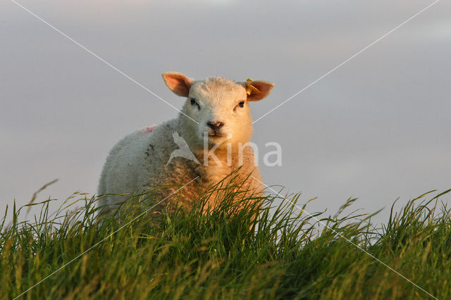 Schaap (Ovis domesticus)