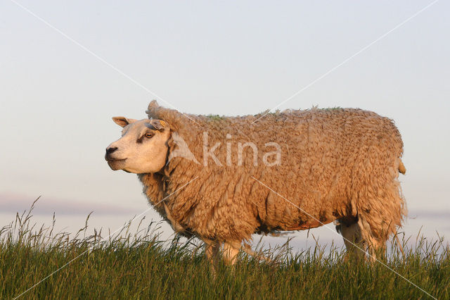 Schaap (Ovis domesticus)