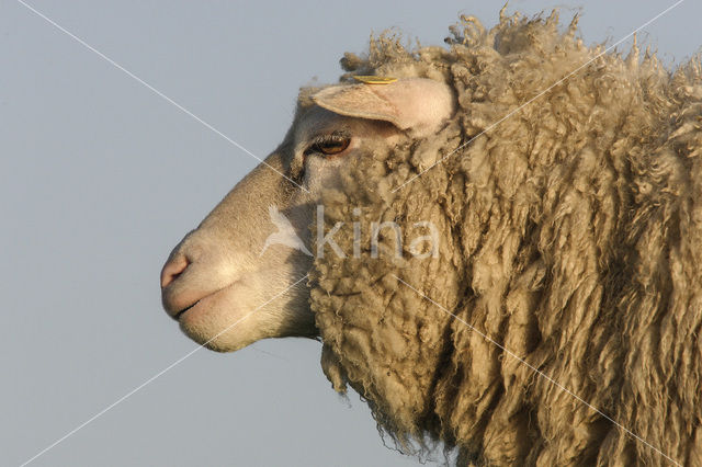 Schaap (Ovis domesticus)