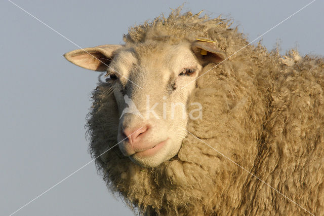 Schaap (Ovis domesticus)