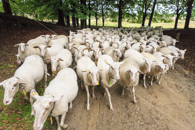 Schaap (Ovis domesticus)