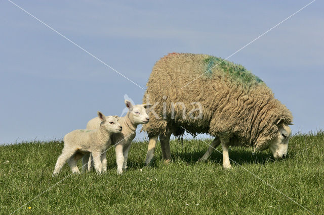 Schaap (Ovis domesticus)