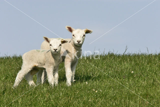 Schaap (Ovis domesticus)