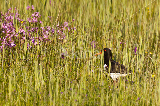 Scholekster (Haematopus ostralegus)