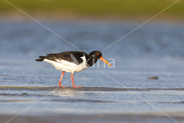 Scholekster (Haematopus ostralegus)