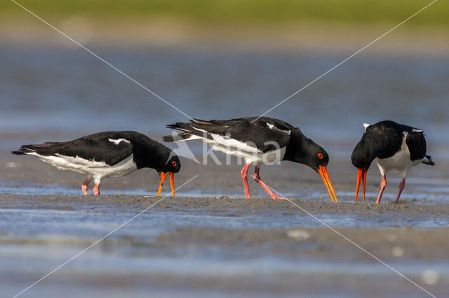 Scholekster (Haematopus ostralegus)