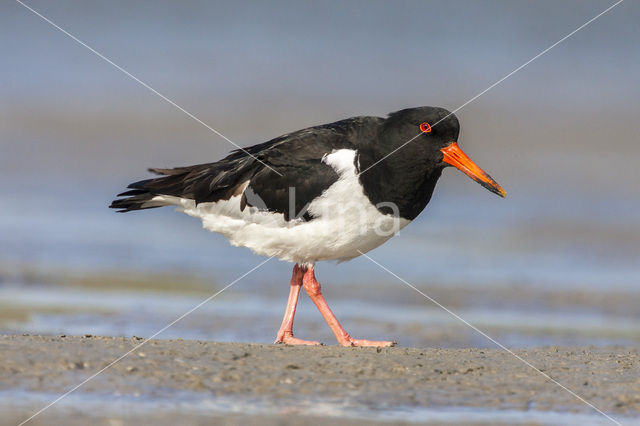 Scholekster (Haematopus ostralegus)