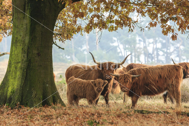 Schotse Hooglander