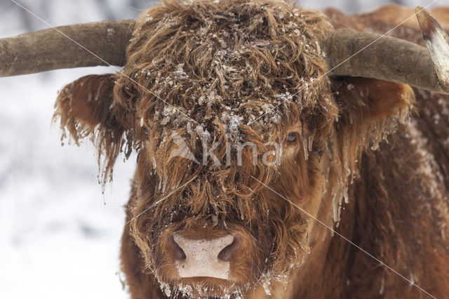 Schotse Hooglander