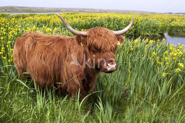 Schotse Hooglander