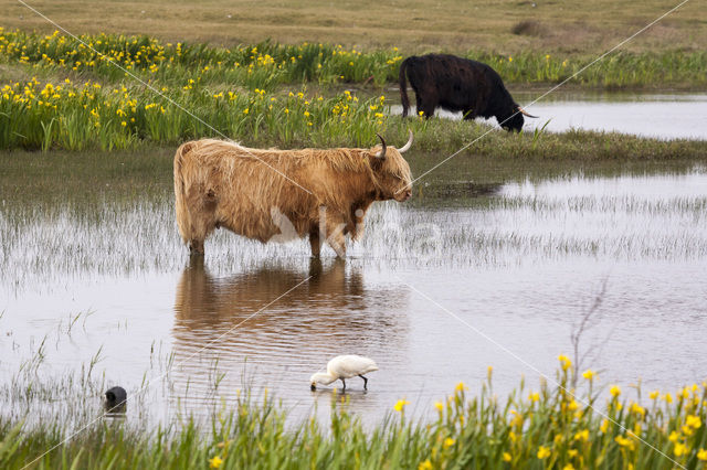 Schotse Hooglander