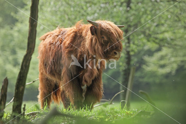 Schotse Hooglander