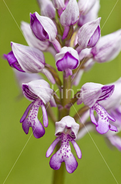 Soldaatje (Orchis militaris)