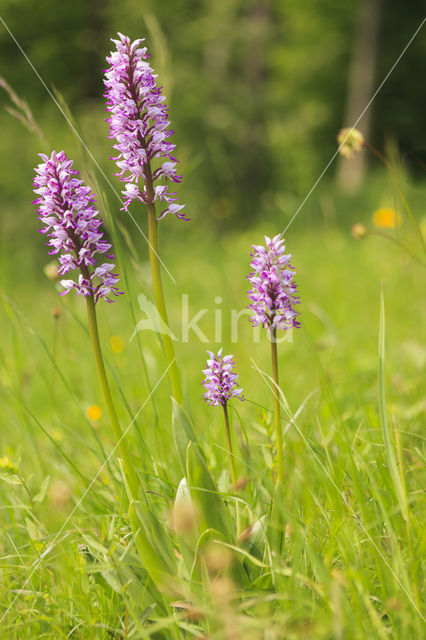 Soldaatje (Orchis militaris)