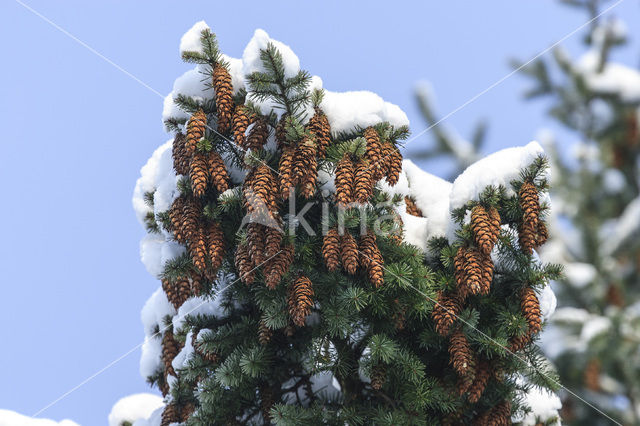 Spar (Picea)