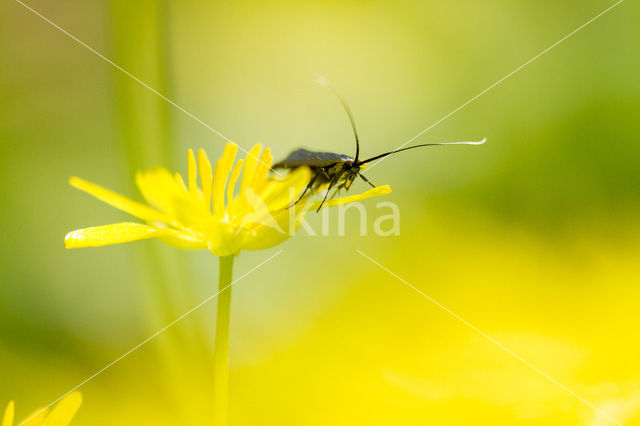 Speenkruid (Ranunculus ficaria)