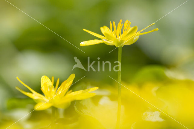 Speenkruid (Ranunculus ficaria)