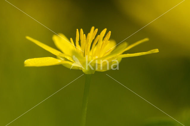 Speenkruid (Ranunculus ficaria)