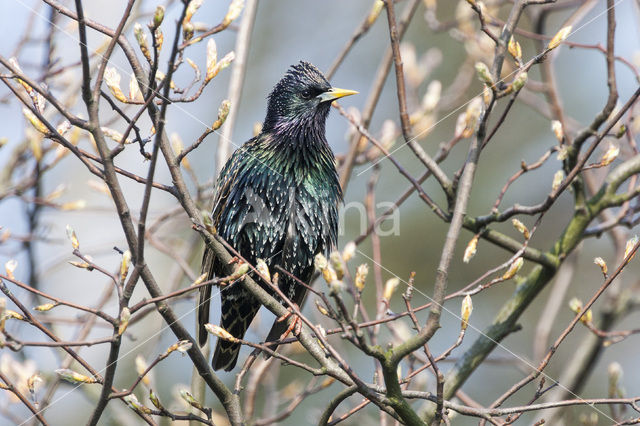 Spreeuw (Sturnus vulgaris)