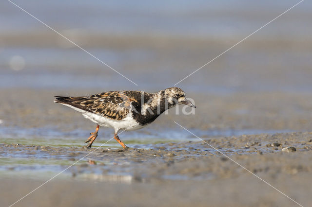 Steenloper (Arenaria interpres)