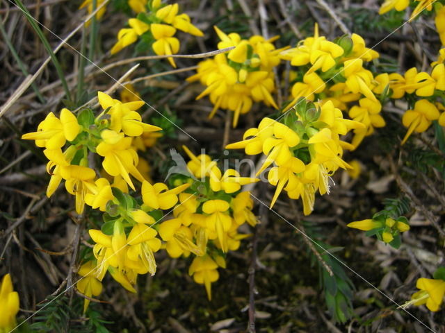 Petty Whin (Genista anglica)