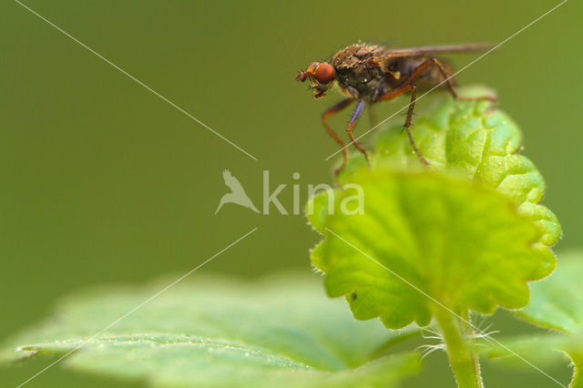 Strontvlieg (Scathophaga stercoraria)