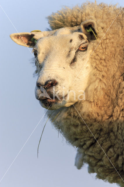 Texelaar schaap (Ovis domesticus)