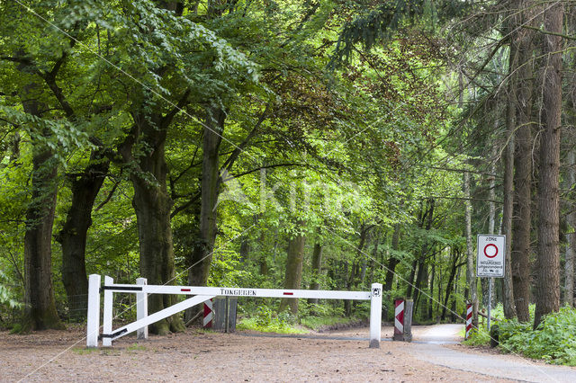 Tongerense Heide