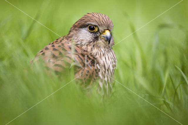 Torenvalk (Falco tinnunculus)