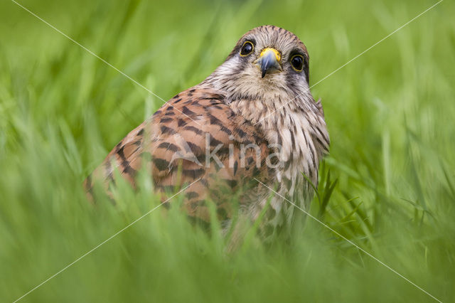 Torenvalk (Falco tinnunculus)