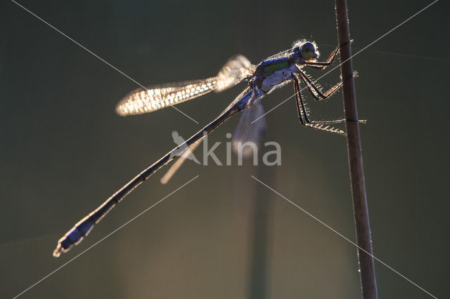 Variabele waterjuffer (Coenagrion pulchellum)