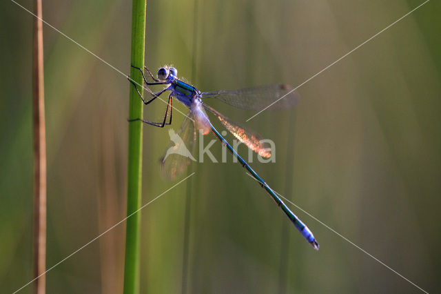 Variabele waterjuffer (Coenagrion pulchellum)