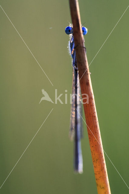 Variabele waterjuffer (Coenagrion pulchellum)