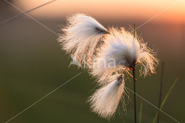 Veenpluis (Eriophorum angustifolium)