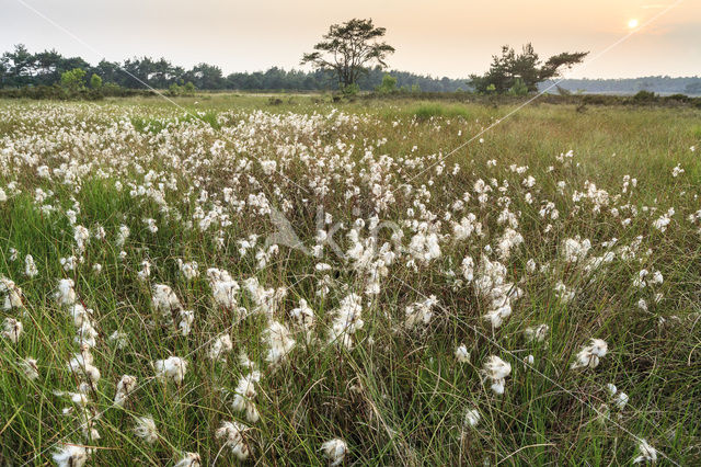 Veenpluis (Eriophorum angustifolium)