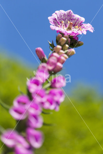 Vingerhoedskruid (Digitalis spec.)