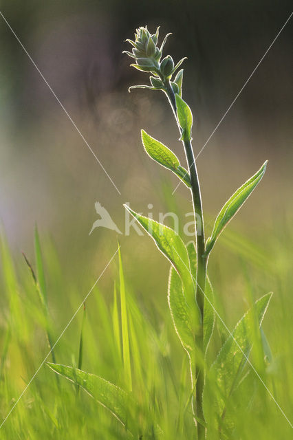 Vingerhoedskruid (Digitalis grandiflora)