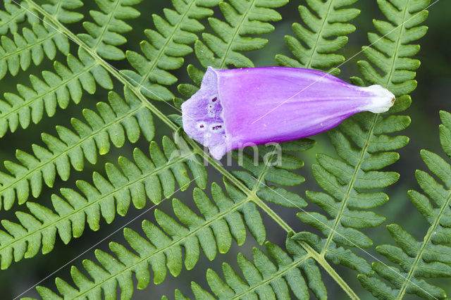 Vingerhoedskruid (Digitalis grandiflora)