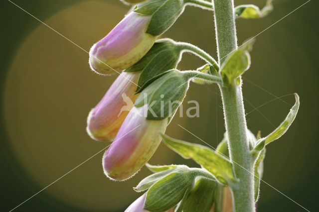 Vingerhoedskruid (Digitalis grandiflora)