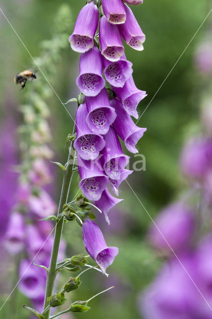 Vingerhoedskruid (Digitalis grandiflora)