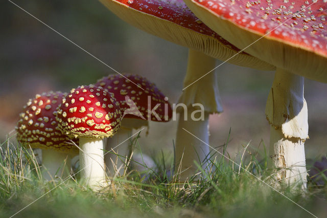 Vliegenzwam (Amanita muscaria)